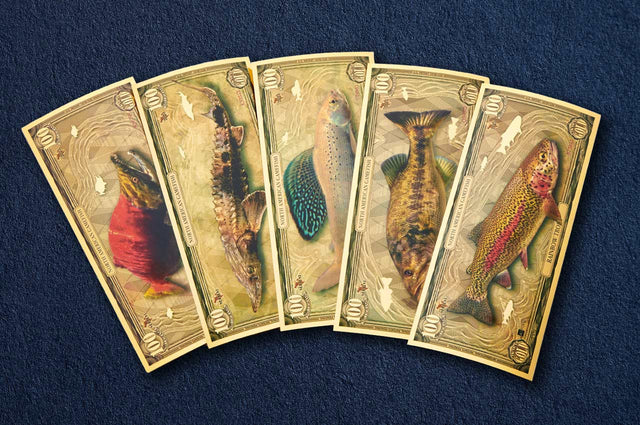 2024 gold Aurum gamefish set fanned out