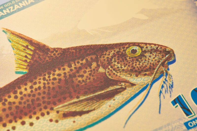 Close-up of the catfish artwork on the Tanzanian 1000 Shilling Lake Tanganyika Catfish Aurum® gold bill.