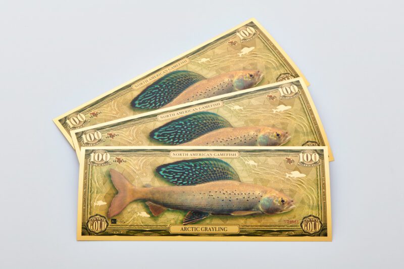 A fan of three North American Game Fish, Arctic Grayling Aurum Bills