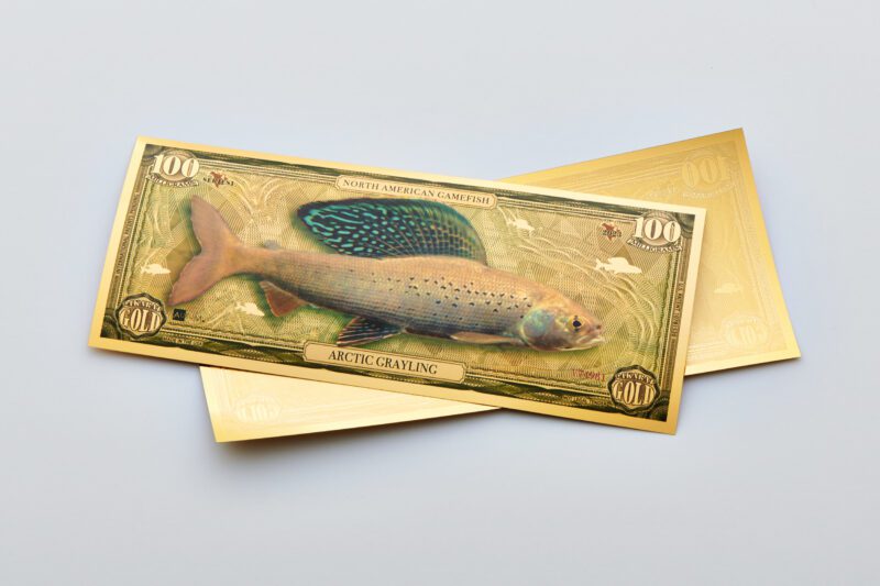 The front and back of a North American Game Fish Arctic Grayling Aurum Bill