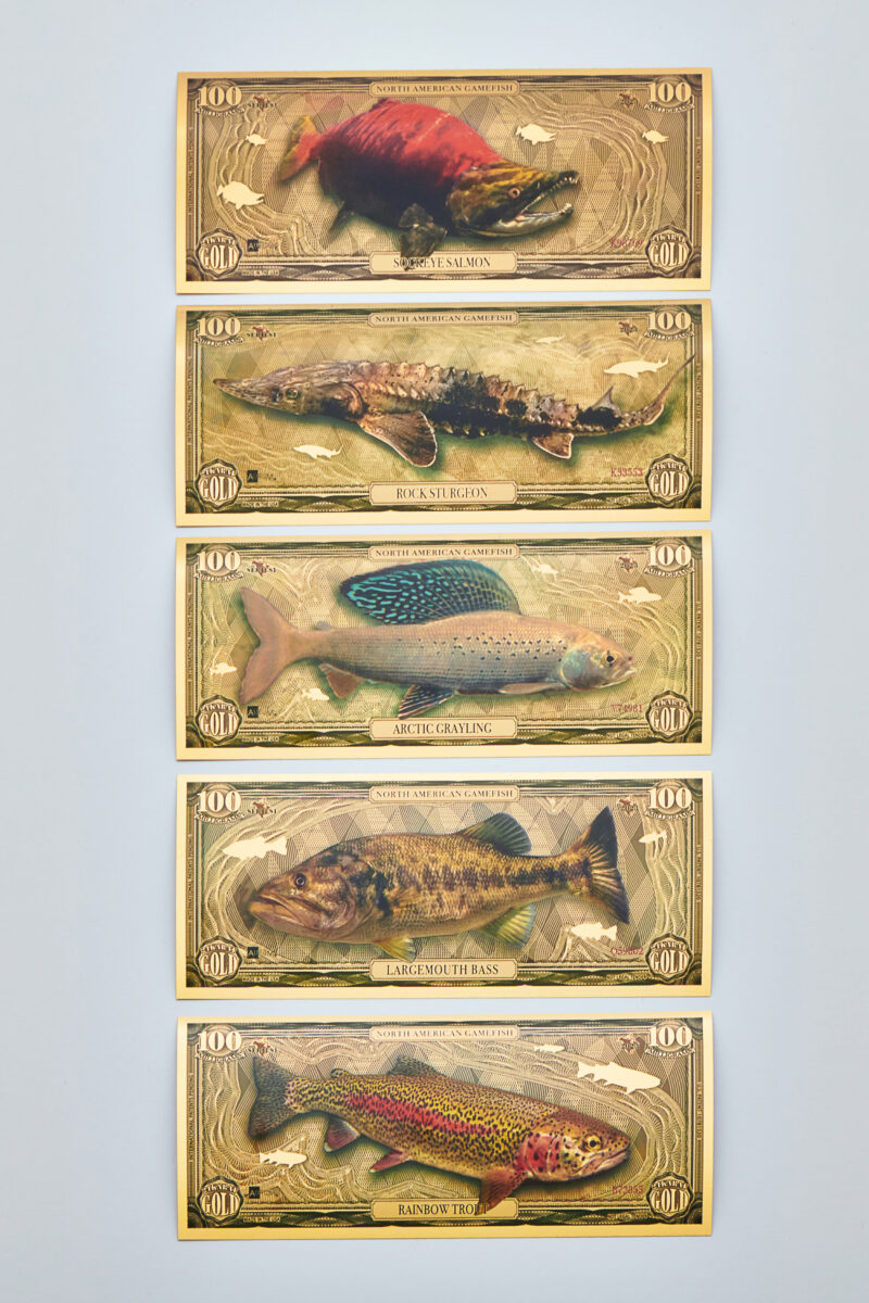 The five bills that are included in the North American Game Fish Set. Top to Bottom: Sockeye Salmon, Rock Sturgeon, Arctic Grayling, Largemouth Bass, Rainbow Trout