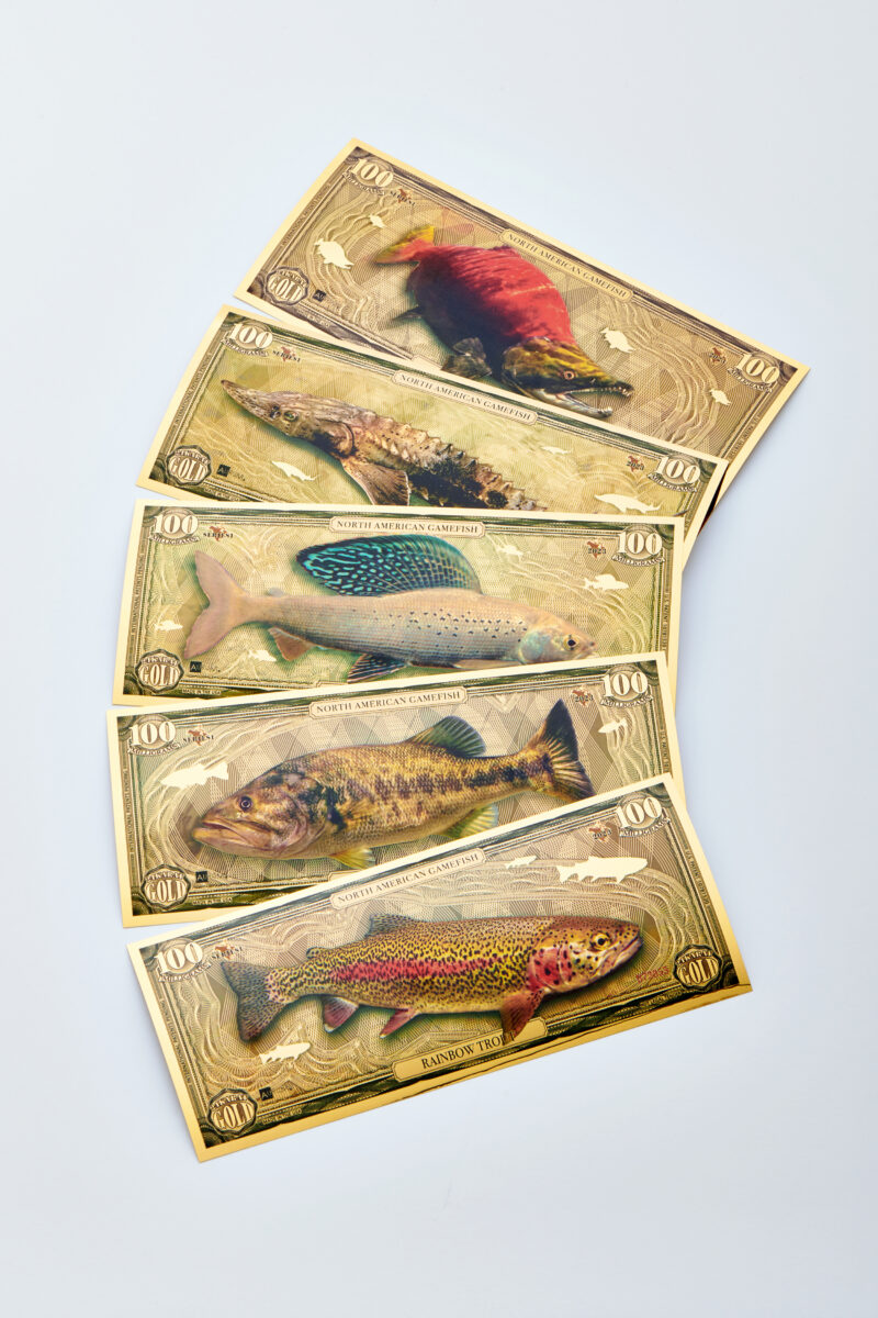 A fan of the five bills that are included in the North American Game Fish Set.