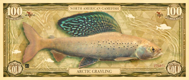 The front of a North American Gamefish Arctic Grayling Gold Bill.