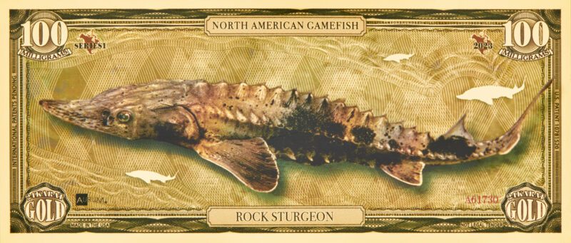 The front of a North American Gamefish Rock Sturgeon Gold Bill.