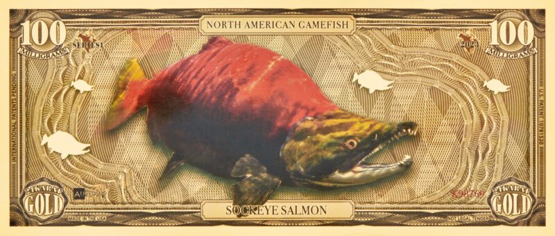 The front of a North American Gamefish Sockeye Salmon Gold Bill.